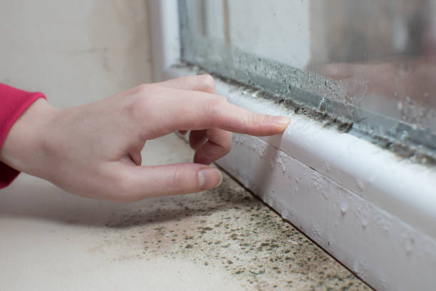 Perham, MN Mold Removal Company